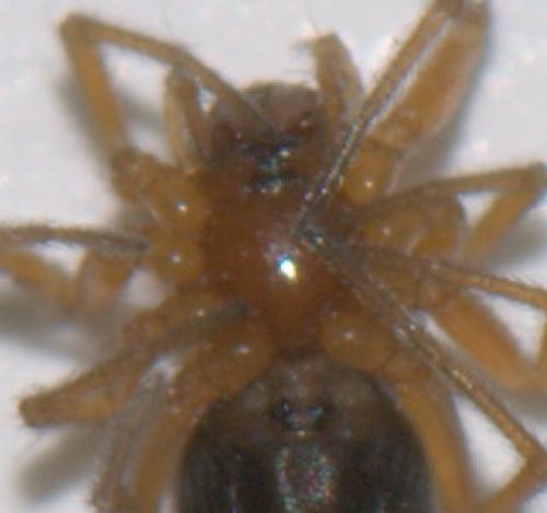 Réf. 42 377 : Oedothorax fuscus