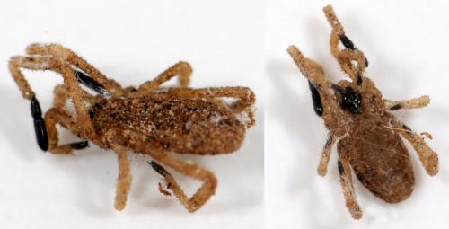 Trogulus sp.