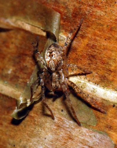 Réf. 42 218 : Anyphaena accentuata