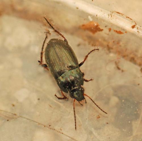 Amara sp.
