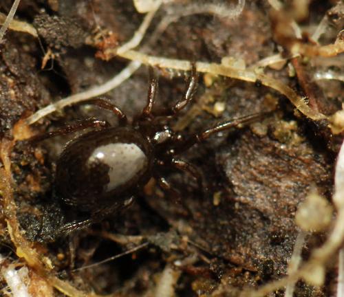 Steatoda sp.