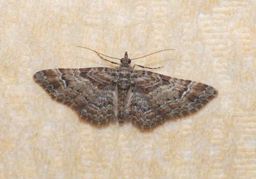 Gymnoscelis rufifasciata