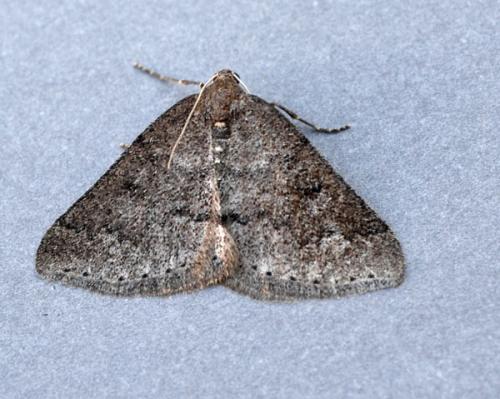 Aleucis distinctata