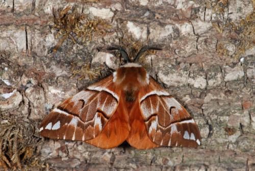 Endromis versicolora