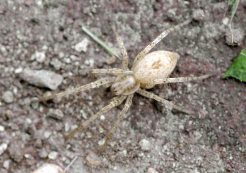 Réf. 42 420 : Anyphaena accentuata