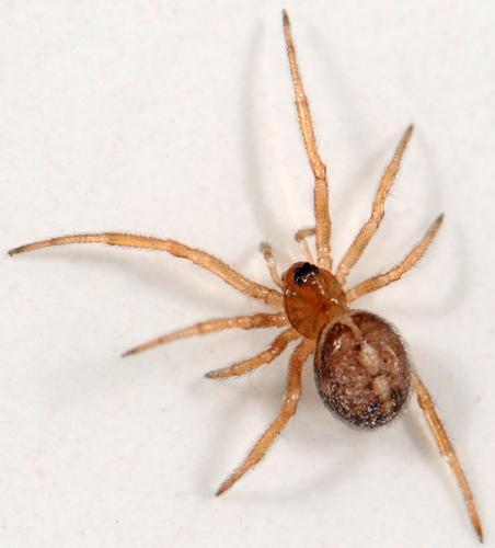 Steatoda bipunctata