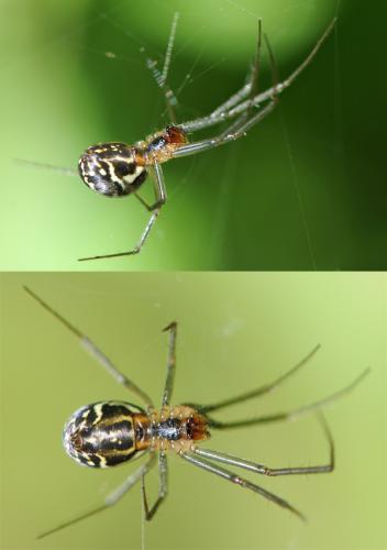 Neriene emphana