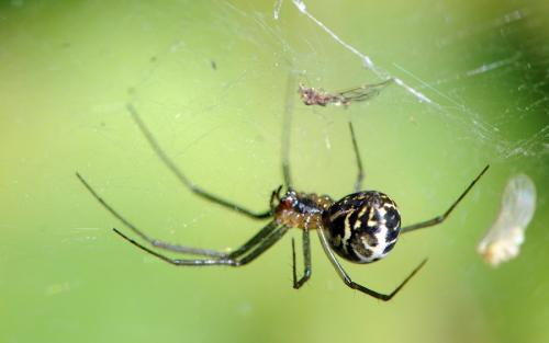 Réf. 42 329 : Neriene emphana