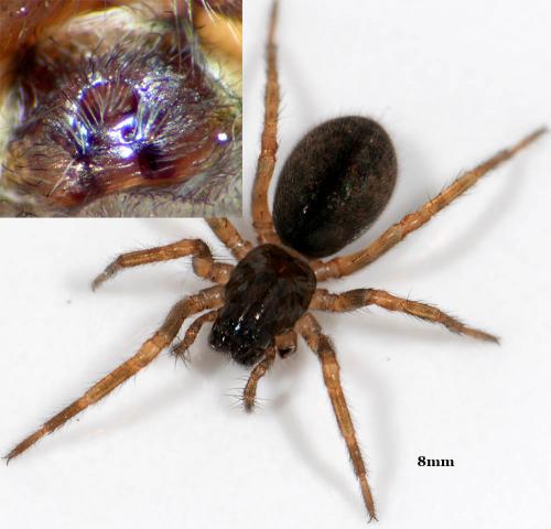 Réf. 42 256 : Inermocoelotes inermis
