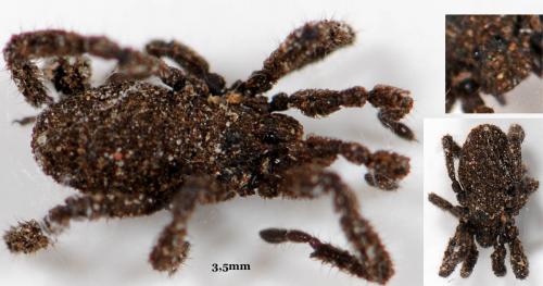 Anelasmocephalus cambridgei