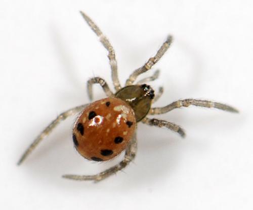 Enoplognatha sp.