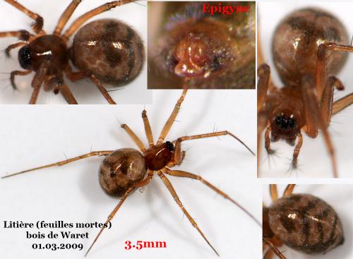 Tenuiphantes sp.