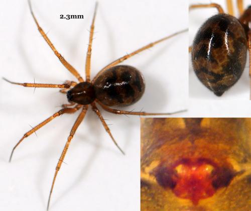 Tenuiphantes cristatus