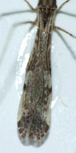 Empicoris sp.