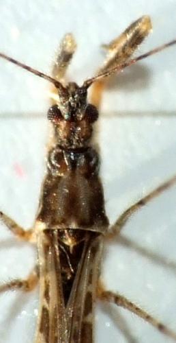 Empicoris sp.