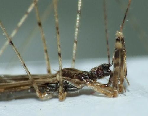 Empicoris sp.