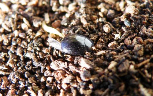 Dendrophilus punctatus punctatus