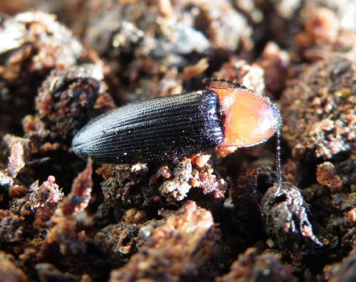 Ischnodes sanguinicollis