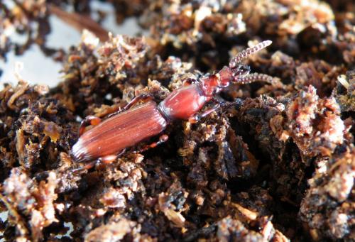 Réf. 42 382 : Amorphocephala coronata