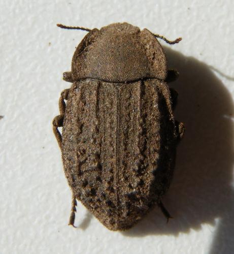 Asida dejeanii