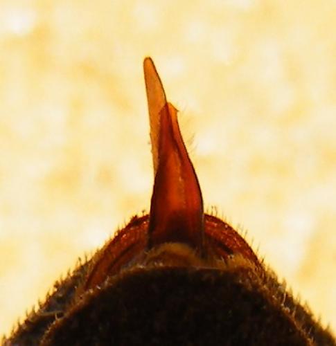 Asida dejeanii
