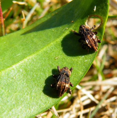 Acallocrates minutesquamosus