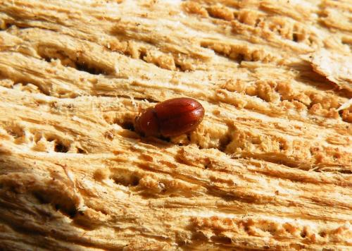 Réf. 42 625 : Pentaphyllus testaceus