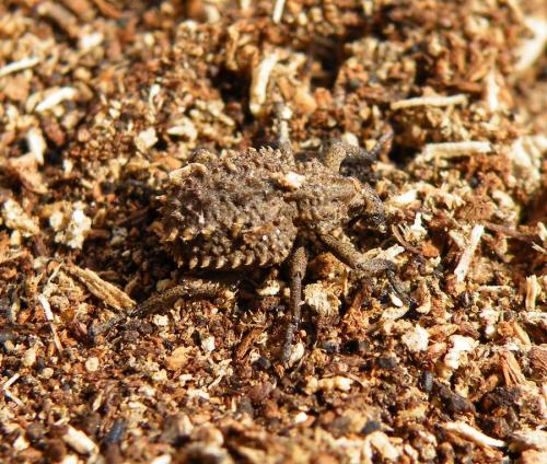 Brachycerus sp.