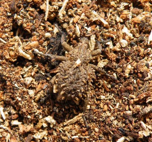 Brachycerus sp.
