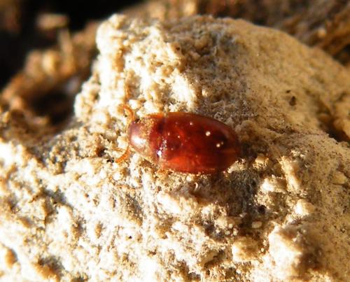 Réf. 42 649 : Pentaphyllus testaceus