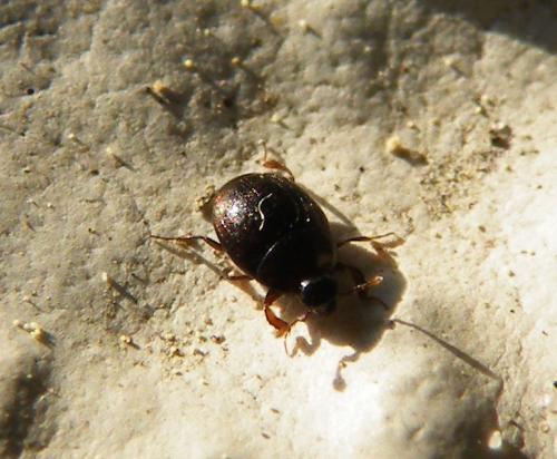 Kissister minimus