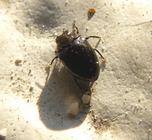 Réf. 42 706 : Trachys sp.