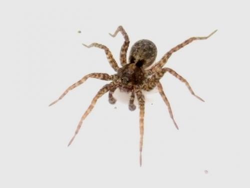 Pardosa sp.