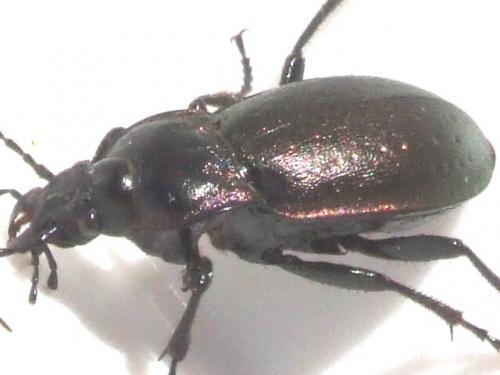 Carabus nemoralis