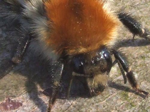 Bombus pascuorum