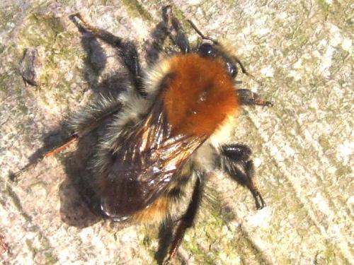Bombus pascuorum