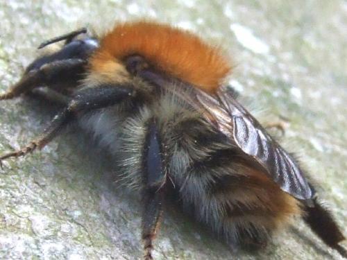 Bombus pascuorum