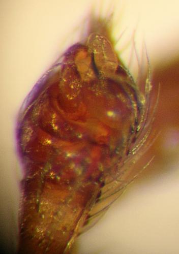 Steatoda triangulosa