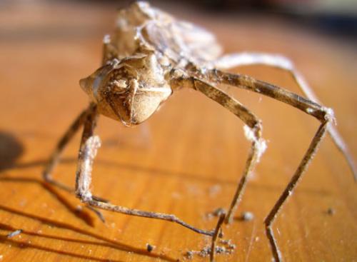 Macromia splendens