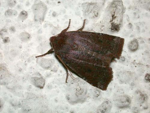 Réf. 42 147 : Conistra ligula