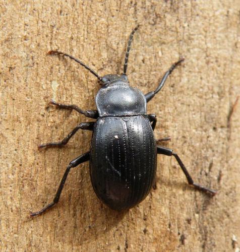 Réf. 42 408 : Euboeus ebeninus