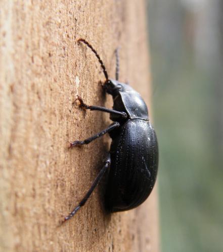 Réf. 42 409 : Euboeus ebeninus