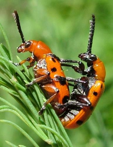 Réf. 42 311 : Crioceris duodecimpunctata