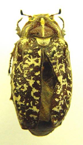 Réf. 42 245 : Polyphylla fullo