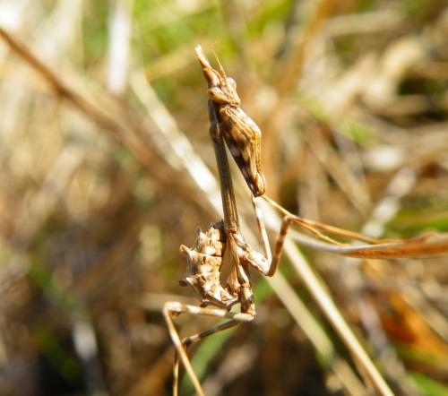 Réf. 42 616 : Empusa pennata