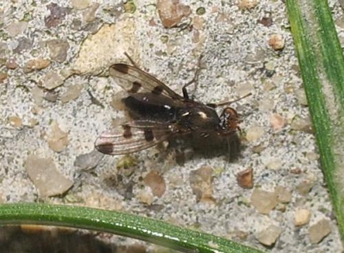 Réf. 42 020 : Geomyza tripunctata