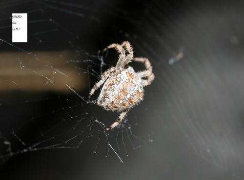Araneus diadematus