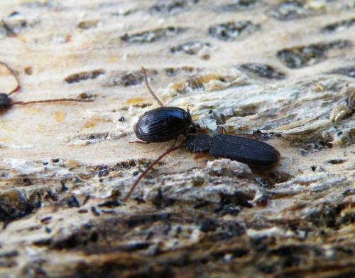 Epierus comptus