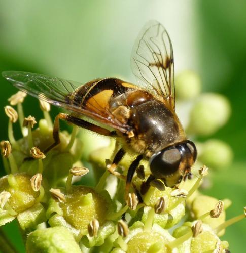 Eristalis horticola