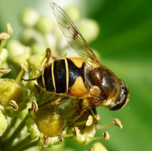 Eristalis horticola